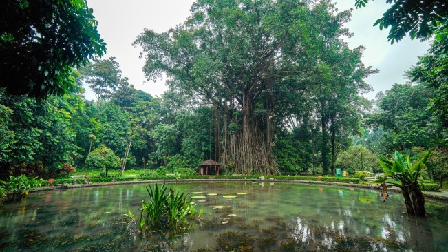 Kebun Raya Bogor (kebunraya.id)